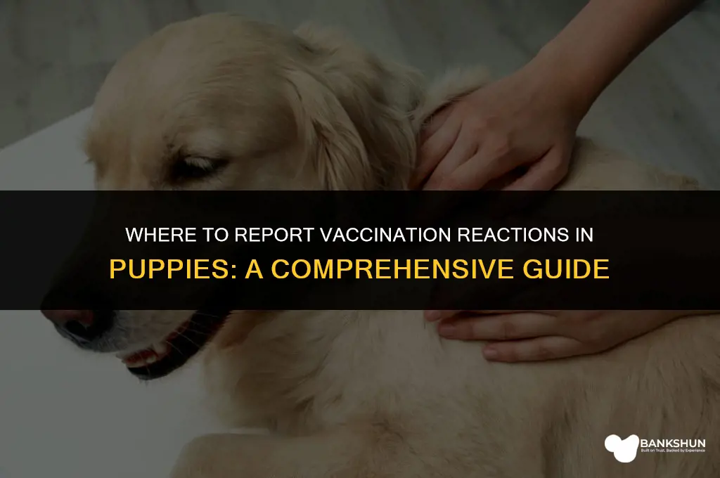where to report vaccination reaction in puppies