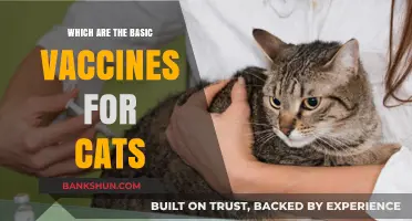 Essential Feline Immunizations: A Guide to Basic Cat Vaccines