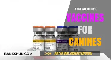 Essential Live Vaccines for Canines: Protecting Your Furry Friend