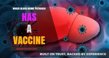 Combatting Bloodborne Pathogens: The Power of Vaccination