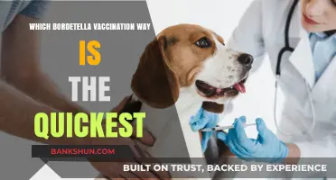 Quickest Bordetella Vaccination Methods Compared: A Comprehensive Guide