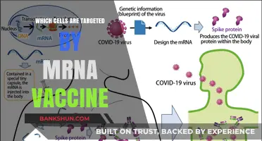 Unveiling the Cellular Targets of mRNA Vaccines: A Deep Dive