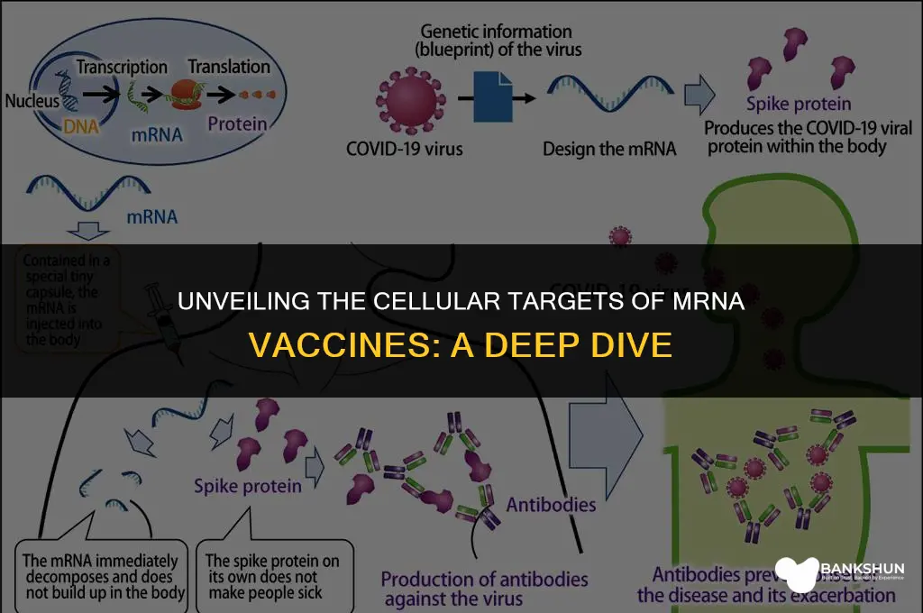 which cells are targeted by mrna vaccine