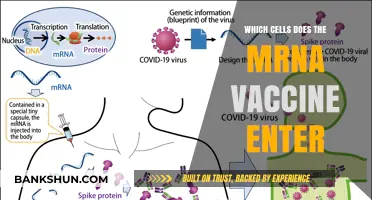 Unveiling the Cellular Targets of mRNA Vaccines: A Comprehensive Guide