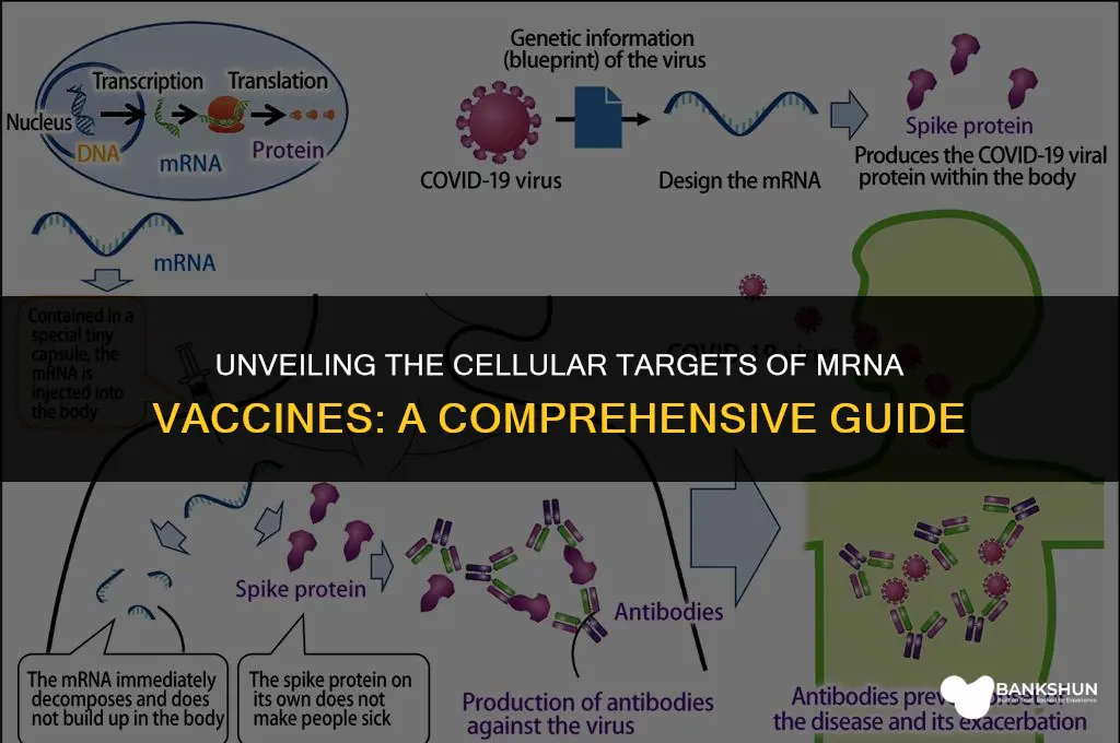 which cells does the mrna vaccine enter