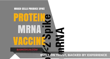 Decoding mRNA Vaccines: The Cellular Heroes Behind Spike Protein Production