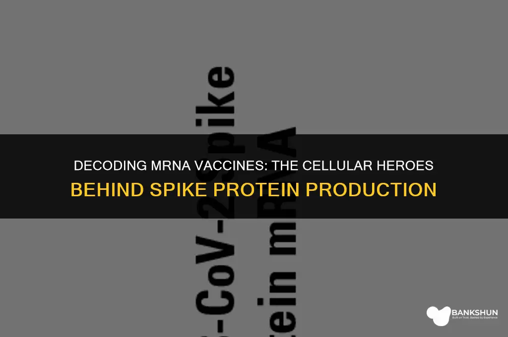 which cells produce spike protein mrna vaccine