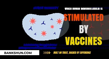 Vaccine-Induced Immunity: The Role of Human Immunoglobulins