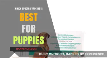 Choosing the Best Spectra Vaccine for Your Puppy: A Guide