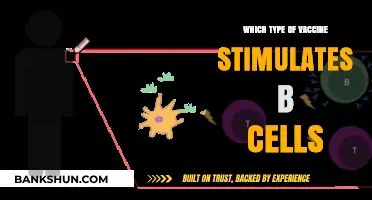 Exploring the Power of B Cell-Stimulating Vaccines: A Comprehensive Guide