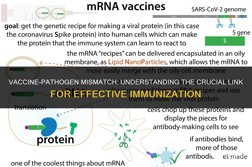 which vaccine and related pathogen is mismatched