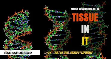 Exploring Vaccine Ingredients: The Truth About Fetal Tissue