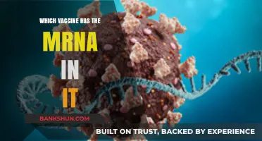 Decoding mRNA Vaccines: A Comprehensive Guide to Their Role in Modern Medicine