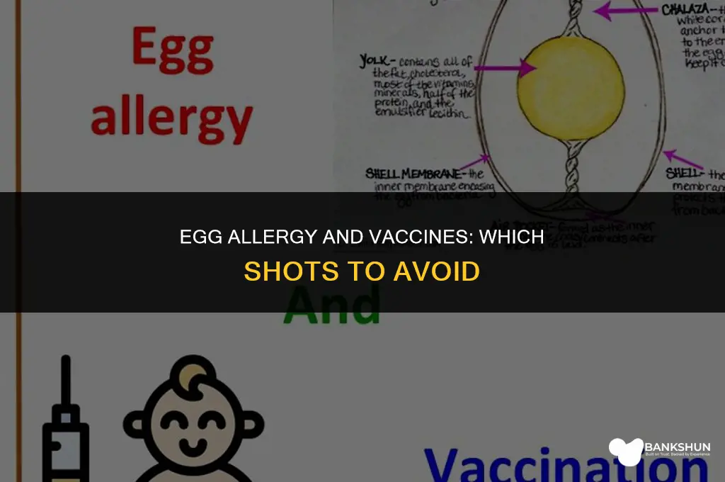 which vaccine is contraindicated in egg allergy