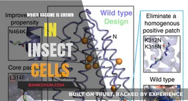 Exploring the Science: Insect Cell-Grown Vaccines and Their Benefits