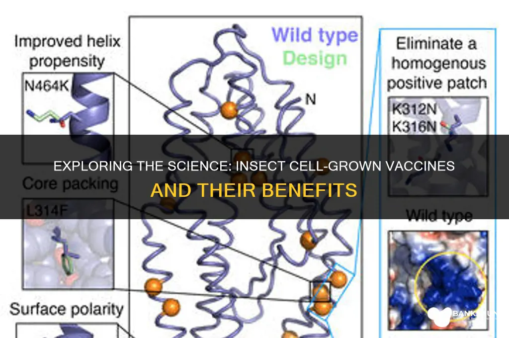 which vaccine is grown in insect cells