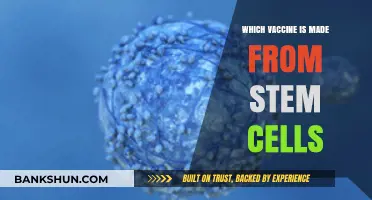 Exploring Stem Cell-Based Vaccines: A Breakthrough in Immunization