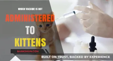 Understanding Feline Immunizations: Which Vaccine is Not for Kittens?