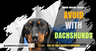 Dachshund Health Alert: Which Vaccines to Approach with Caution