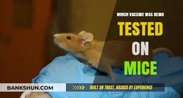 Exploring Vaccine Trials: The Latest Research on Mouse Testing