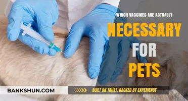 Essential Vaccines for Pets: Separating Fact from Fiction