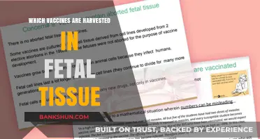 Exploring the Ethical Landscape: Vaccines and Fetal Tissue Harvesting