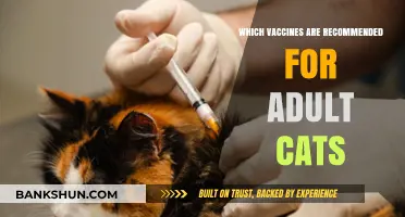 Essential Vaccinations for Adult Cats: A Comprehensive Guide