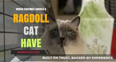 Essential Vaccinations for Ragdoll Cats: A Comprehensive Guide