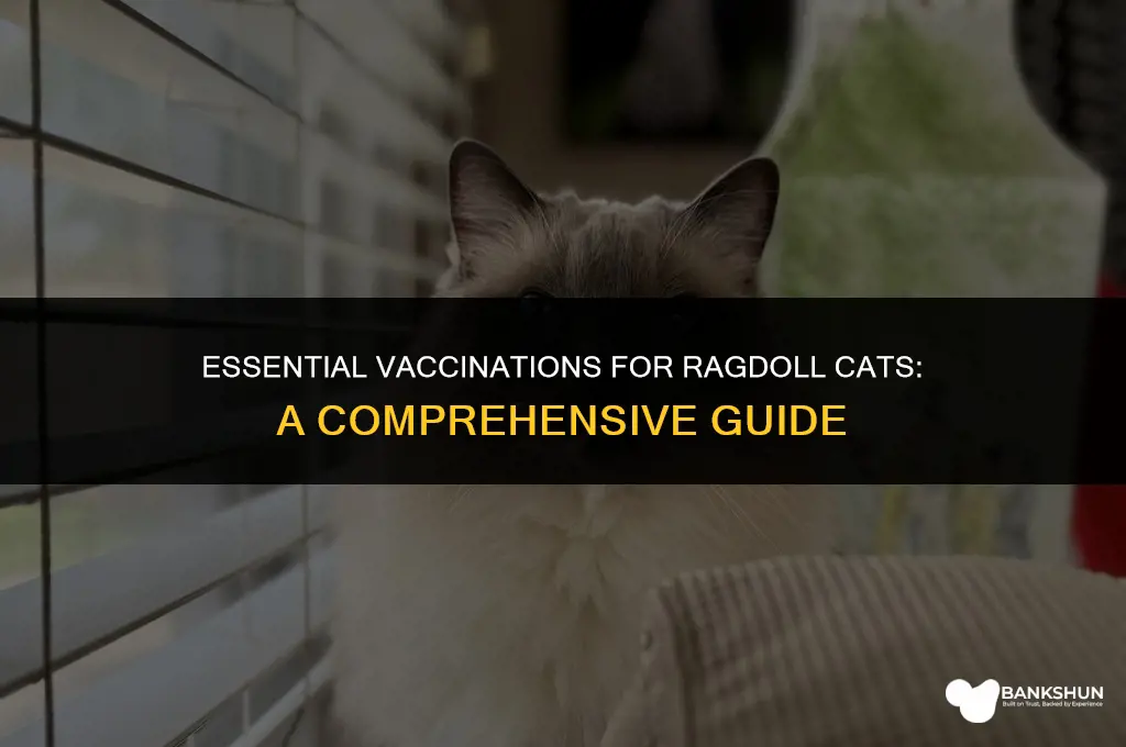 which vaccines should a ragdoll cat have