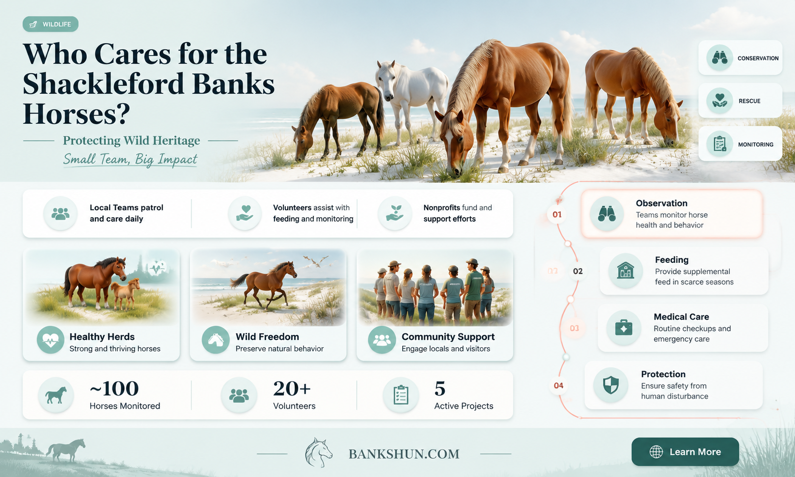 are the shackleford banks horses cared fo