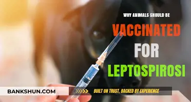 Protecting Our Furry Friends: The Importance of Leptospirosis Vaccination