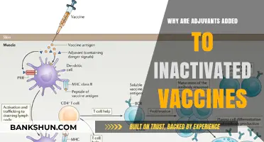Enhancing Immunity: The Crucial Role of Adjuvants in Inactivated Vaccines