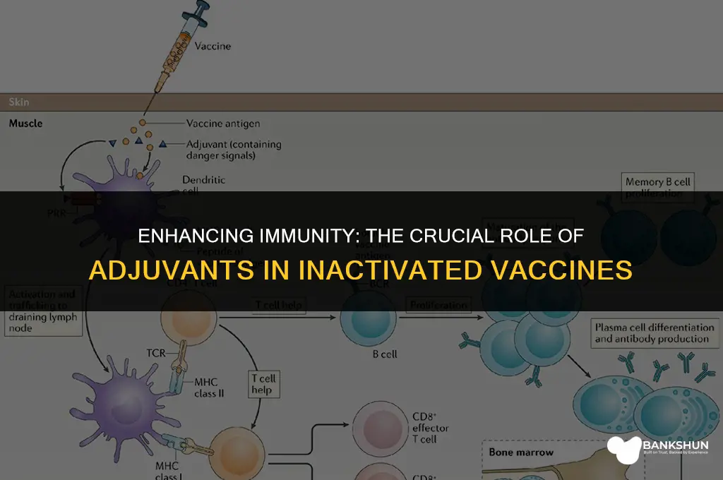 why are adjuvants added to inactivated vaccines