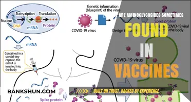 Unveiling the Role of Aminoglycosides in Modern Vaccines