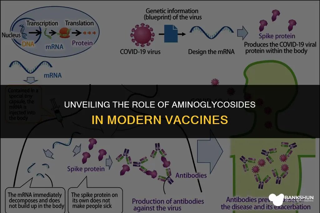 why are aminoglycosides sometimes found in vaccines