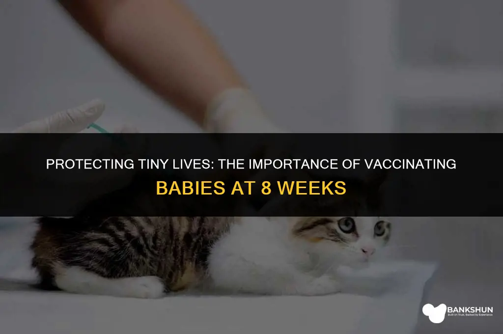 why are babies vaccinated at 8 weeks