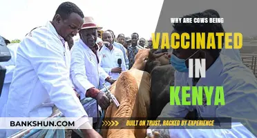 Kenya's Cattle Vaccination Drive: Protecting Livestock and Livelihoods