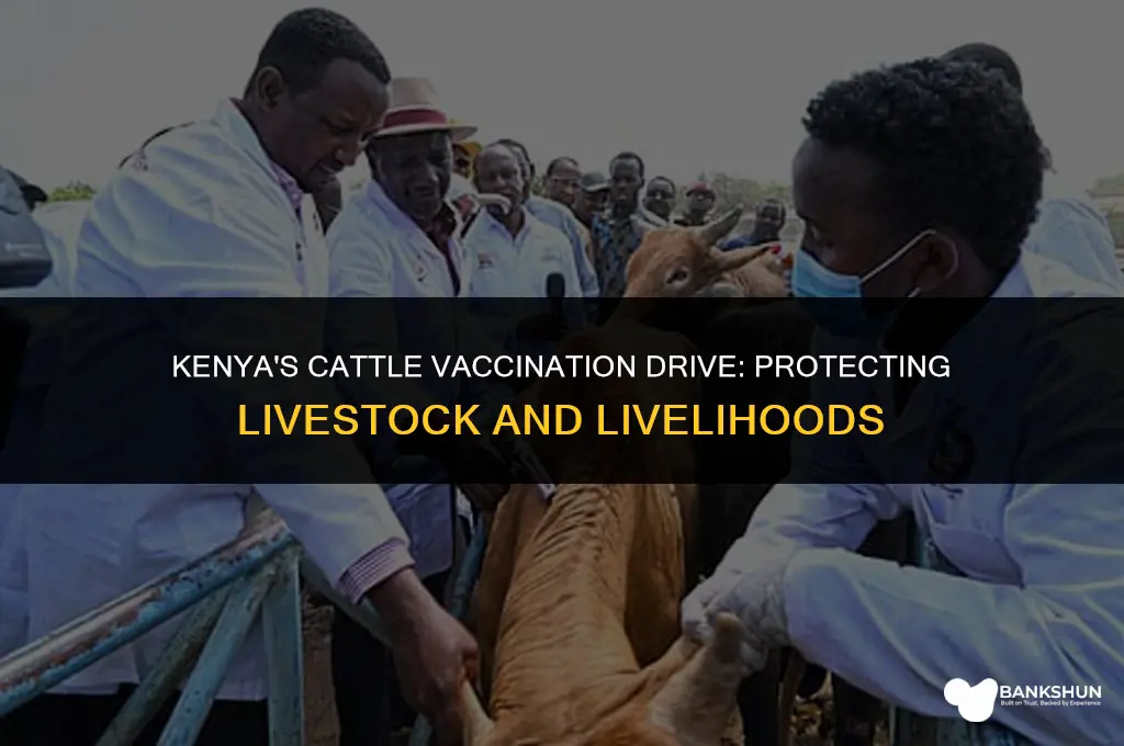 why are cows being vaccinated in kenya