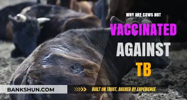 Unvaccinated Cows: Understanding the TB Dilemma in Livestock