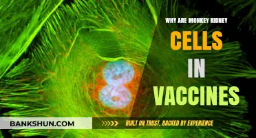 Unveiling the Science: Monkey Kidney Cells in Vaccine Development