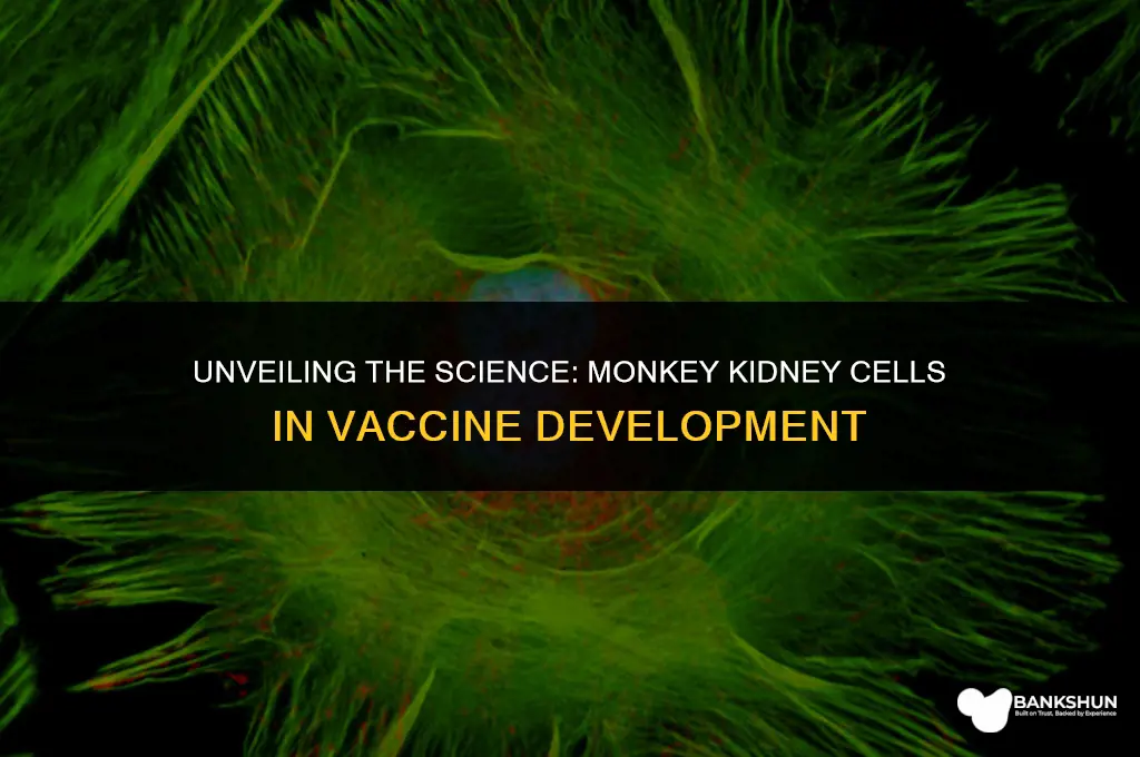 why are monkey kidney cells in vaccines