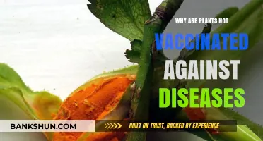 Unvaccinated Vegetation: Understanding Plant Disease Immunity