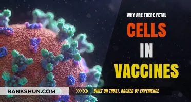 Unraveling the Science: Fetal Cells in Vaccines Explained