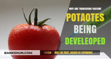 Innovative Defense: The Rise of Transgenic Vaccine Potatoes