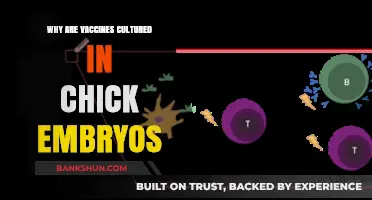Unveiling the Science: Why Vaccines Use Chick Embryos