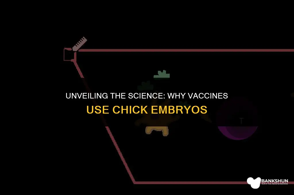why are vaccines cultured in chick embryos