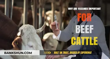 Safeguarding Herd Health: The Vital Role of Vaccines in Beef Cattle