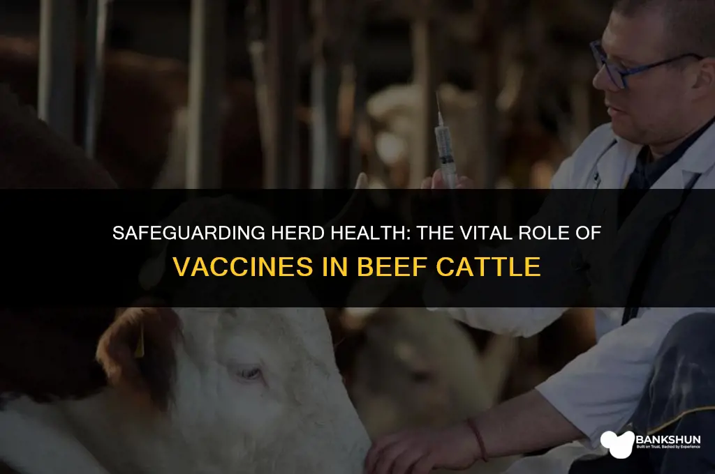 why are vaccines important for beef cattle