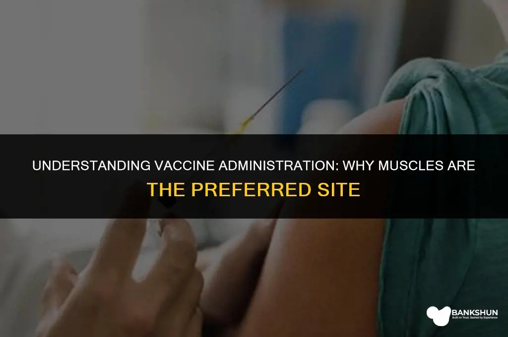 why are vaccines injected into the muscle
