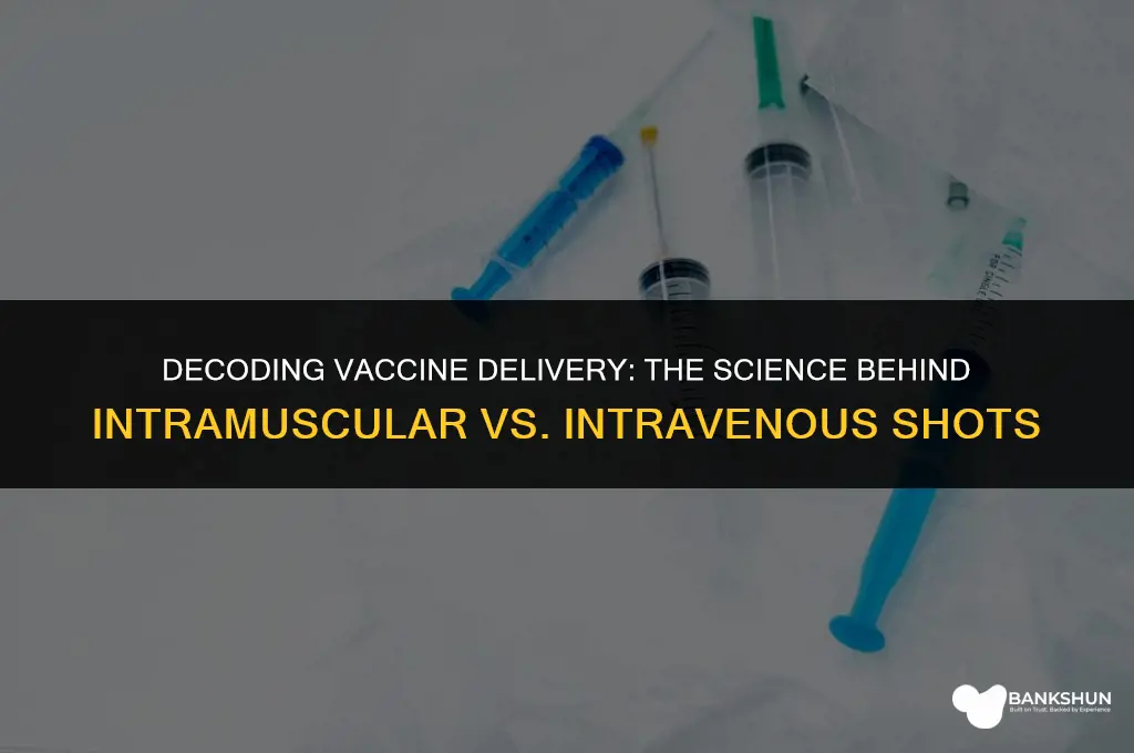 why are vaccines intramuscular and not intravenous